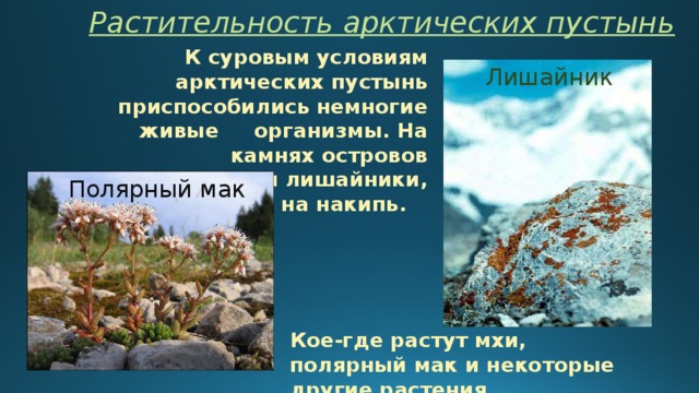 Растительность арктических пустынь К суровым условиям арктических пустынь приспособились немногие живые организмы. На камнях островов встречаются лишайники, похожие на накипь. Лишайник Полярный мак Кое-где растут мхи, полярный мак и некоторые другие растения. 