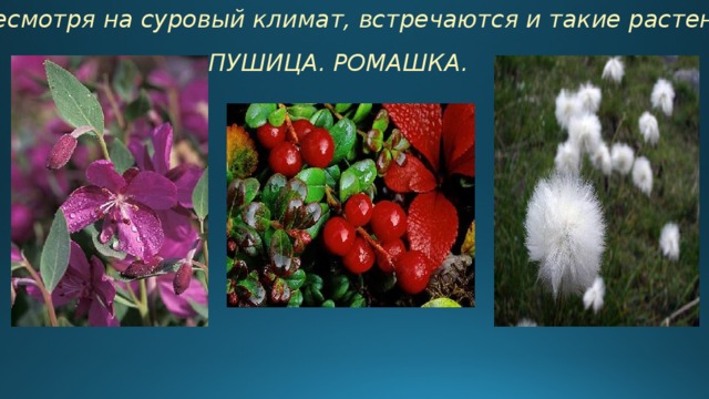 Несмотря на суровый климат, встречаются и такие растения ПУШИЦА. РОМАШКА. 