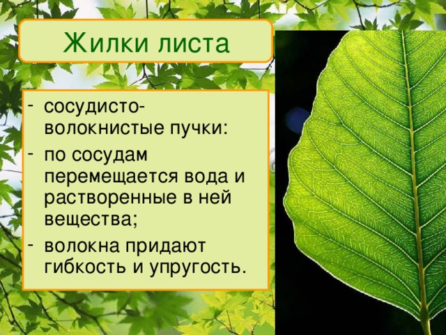 Жилки листа сосудисто- волокнистые пучки: по сосудам перемещается вода и растворенные в ней вещества; волокна придают гибкость и упругость. 