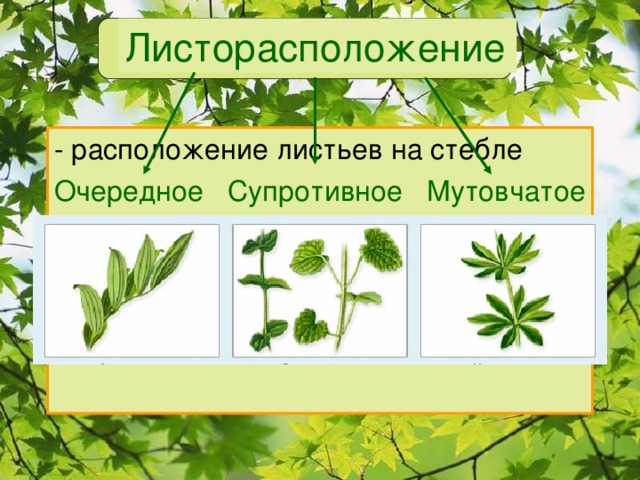 Листорасположение - расположение листьев на стебле Очередное Супротивное Мутовчатое 