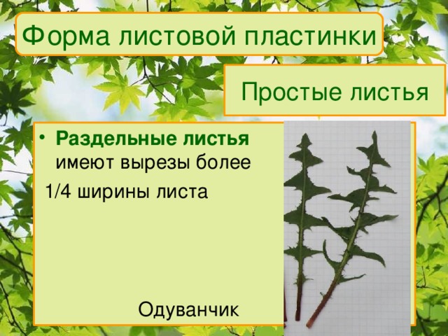 Форма листовой пластинки Простые листья Раздельные листья  имеют вырезы более  1/4 ширины листа  Одуванчик 