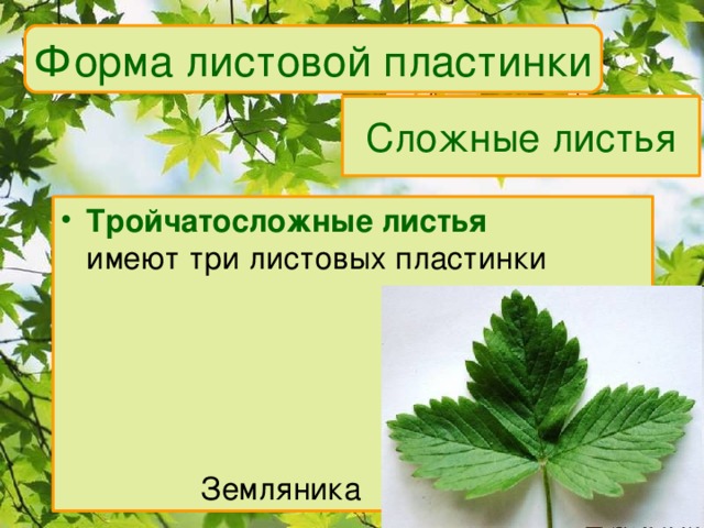 Форма листовой пластинки Сложные листья Тройчатосложные листья  имеют три листовых пластинки    Земляника 