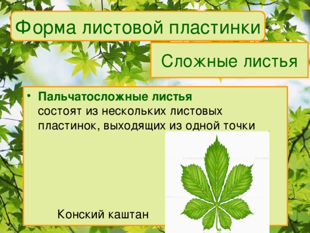 Форма листовой пластинки Сложные листья Пальчатосложные листья  состоят из нескольких листовых пластинок, выходящих из одной точки   Конский каштан 