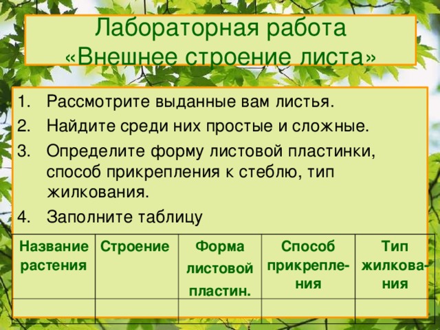 Лабораторная работа  «Внешнее строение листа» Рассмотрите выданные вам листья. Найдите среди них простые и сложные. Определите форму листовой пластинки, способ прикрепления к стеблю, тип жилкования. Заполните таблицу Название растения Строение Форма листовой пластин. Способ прикрепле-ния Тип жилкова-ния 