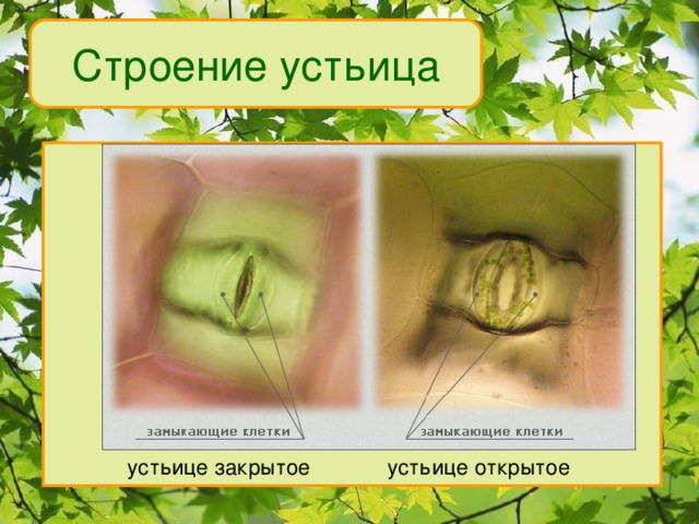 Строение устьица  устьице закрытое устьице открытое 