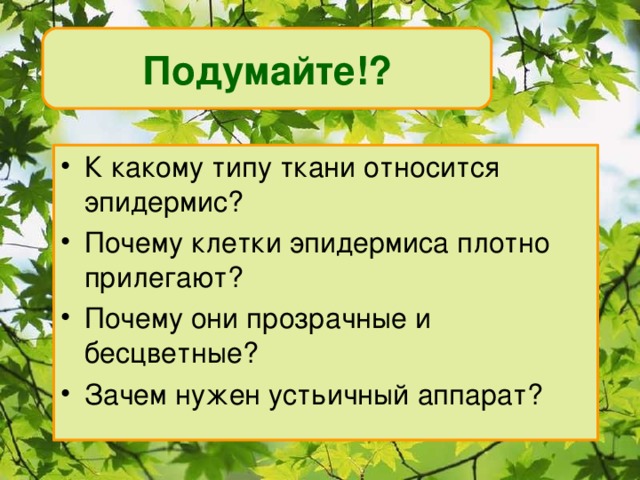 Подумайте!? К какому типу ткани относится эпидермис? Почему клетки эпидермиса плотно прилегают? Почему они прозрачные и бесцветные? Зачем нужен устьичный аппарат?  