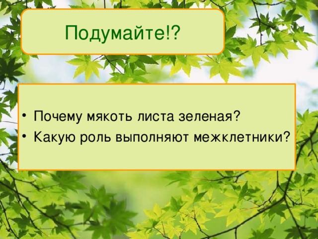 Подумайте!? Почему мякоть листа зеленая? Какую роль выполняют межклетники? 