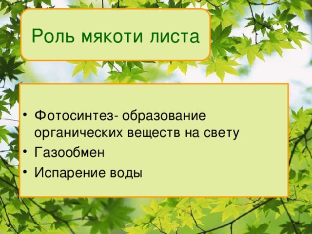 Роль мякоти листа Фотосинтез- образование органических веществ на свету Газообмен Испарение воды 