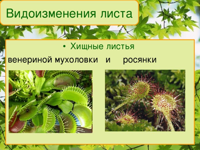 Видоизменения листа Хищные листья  венериной мухоловки и росянки 