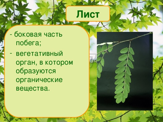 Лист - боковая часть побега; вегетативный орган, в котором образуются органические вещества. 