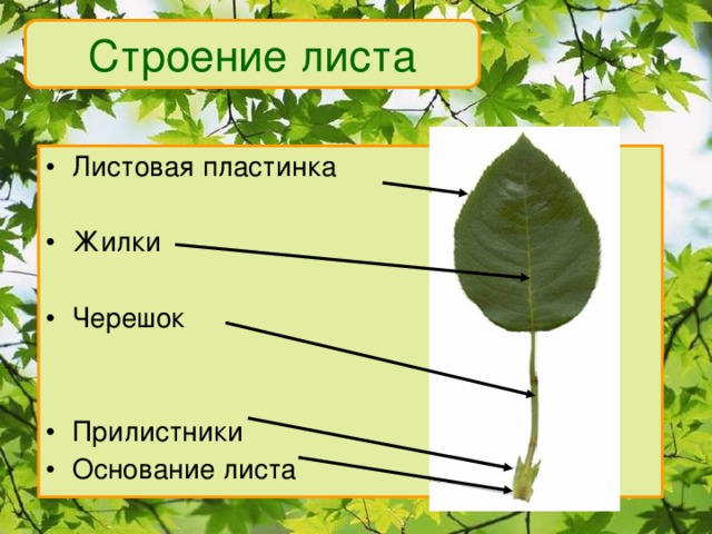 Строение листа Листовая пластинка Жилки Черешок Прилистники Основание листа 