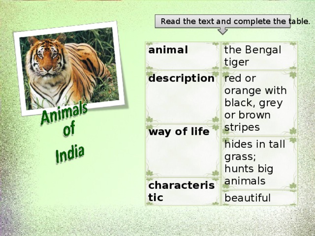 Read the text and complete the table. the Bengal tiger red or orange with black, grey or brown stripes animal hides in tall grass; hunts big animals description way of life beautiful characteristic 