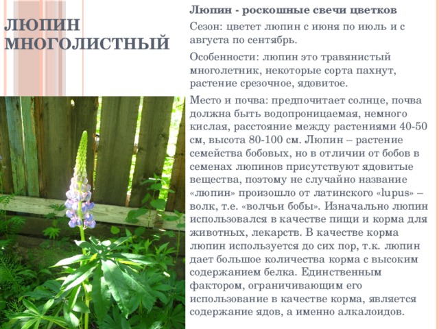 Люпин многолистный Люпин - роскошные свечи цветков Сезон: цветет люпин с июня по июль и с августа по сентябрь. Особенности: люпин это травянистый многолетник, некоторые сорта пахнут, растение срезочное, ядовитое. Место и почва: предпочитает солнце, почва должна быть водопроницаемая, немного кислая, расстояние между растениями 40-50 см, высота 80-100 см. Люпин – растение семейства бобовых, но в отличии от бобов в семенах люпинов присутствуют ядовитые вещества, поэтому не случайно название «люпин» произошло от латинского «lupus» – волк, т.е. «волчьи бобы». Изначально люпин использовался в качестве пищи и корма для животных, лекарств. В качестве корма люпин используется до сих пор, т.к. люпин дает большое количества корма с высоким содержанием белка. Единственным фактором, ограничивающим его использование в качестве корма, является содержание ядов, а именно алкалоидов. 