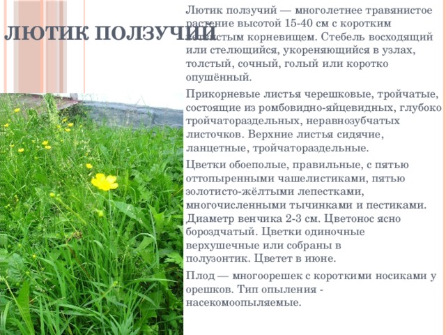 Лютик ползучий Лютик ползучий — многолетнее травянистое растение высотой 15-40 см с коротким ветвистым корневищем. Стебель восходящий или стелющийся, укореняющийся в узлах, толстый, сочный, голый или коротко опушённый. Прикорневые листья черешковые, тройчатые, состоящие из ромбовидно-яйцевидных, глубоко тройчатораздельных, неравнозубчатых листочков. Верхние листья сидячие, ланцетные, тройчатораздельные. Цветки обоеполые, правильные, с пятью оттопыренными чашелистиками, пятью золотисто-жёлтыми лепестками, многочисленными тычинками и пестиками. Диаметр венчика 2-3 см. Цветонос ясно бороздчатый. Цветки одиночные верхушечные или собраны в полузонтик. Цветет в июне. Плод — многоорешек с короткими носиками у орешков. Тип опыления - насекомоопыляемые.  