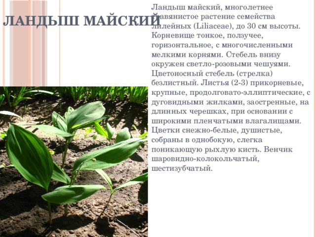 Ландыш майский Ландыш майский, многолетнее травянистое растение семейства лилейных (Liliaceae), до 30 см высоты. Корневище тонкое, ползучее, горизонтальное, с многочисленными мелкими корнями. Стебель внизу окружен светло-розовыми чешуями. Цветоносный стебель (стрелка) безлистный. Листья (2-3) прикорневые, крупные, продолговато-эллиптические, с дуговидными жилками, заостренные, на длинных черешках, при основании с широкими пленчатыми влагалищами. Цветки снежно-белые, душистые, собраны в однобокую, слегка поникающую рыхлую кисть. Венчик шаровидно-колокольчатый, шестизубчатый. 