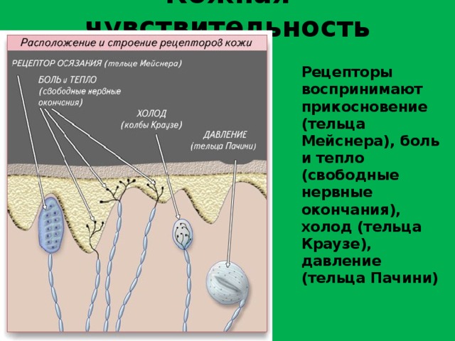 Кожная чувствительность  Рецепторы воспринимают прикосновение (тельца Мейснера), боль и тепло (свободные нервные окончания), холод (тельца Краузе), давление (тельца Пачини) 