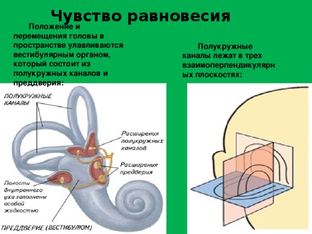 Чувство равновесия Положение и перемещения головы в пространстве улавливаются вестибулярным органом, который состоит из полукружных каналов и преддверия:  Полукружные каналы лежат в трех взаимоперпендикулярных плоскостях:  