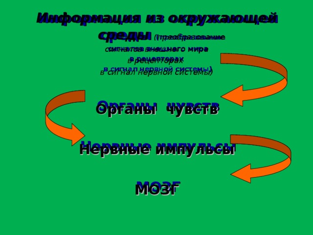 Информация из окружающей среды (преобразование сигналов внешнего мира  в рецепторах в сигнал нервной системы)  Органы чувств  Нервные импульсы  МОЗГ  Информация из окружающей среды ( преобразование сигналов внешнего мира  в рецепторах в сигнал нервной системы)  Органы чувств  Нервные импульсы  МОЗГ  