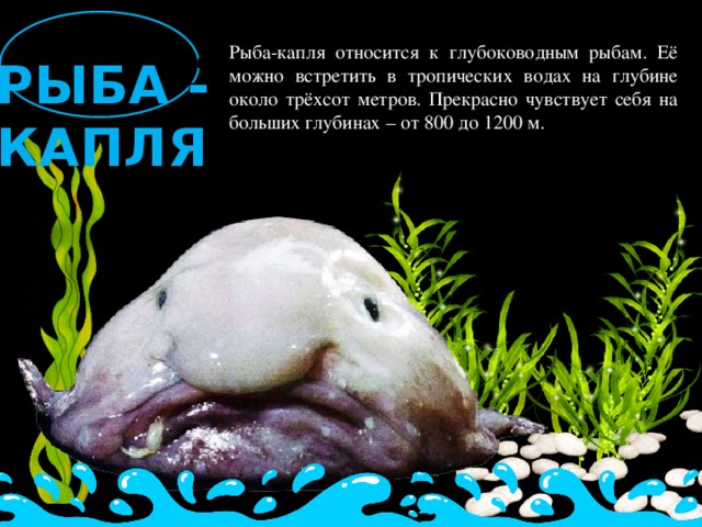 Рыба-капля относится к глубоководным рыбам. Её можно встретить в тропических водах на глубине около трёхсот метров. Прекрасно чувствует себя на больших глубинах – от 800 до 1200 м.  Рыба-капля самая не красивая рыба в мире РЫБА - КАПЛЯ 