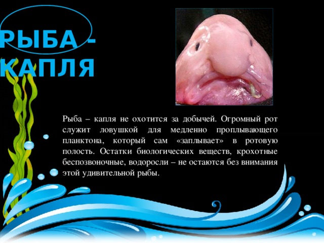 РЫБА - КАПЛЯ Рыба – капля не охотится за добычей. Огромный рот служит ловушкой для медленно проплывающего планктона, который сам «заплывает» в ротовую полость. Остатки биологических веществ, крохотные беспозвоночные, водоросли – не остаются без внимания этой удивительной рыбы. 