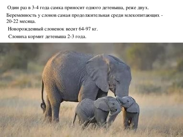  Один раз в 3-4 года самка приносит одного детеныша, реже двух. Беременность у слонов самая продолжительная среди млекопитающих - 20-22 месяца. Новорожденный слоненок весит 64-97 кг.  Слониха кормит детеныша 2-3 года.  