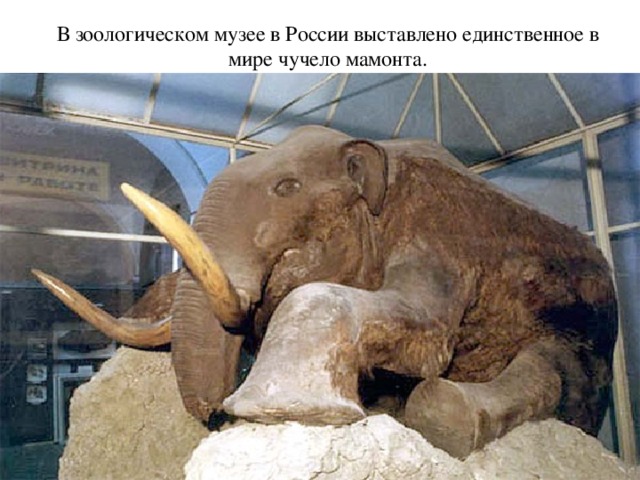 В зоологическом музее в России выставлено единственное в мире чучело мамонта. 