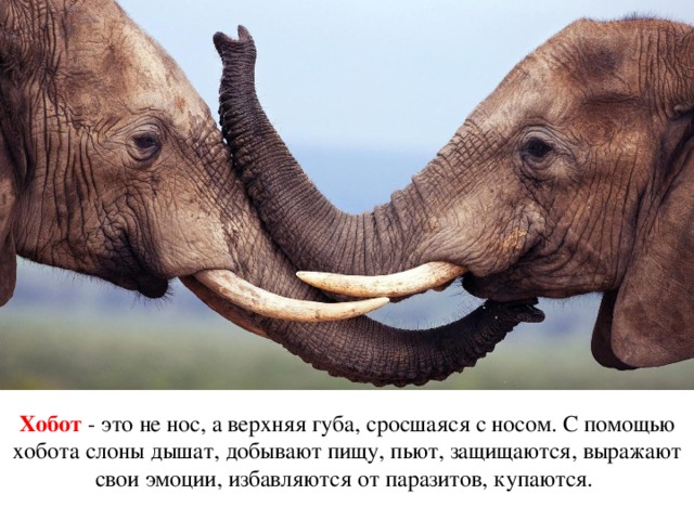 Хобот - это не нос, а верхняя губа, сросшаяся с носом. С помощью хобота слоны дышат, добывают пищу, пьют, защищаются, выражают свои эмоции, избавляются от паразитов, купаются.  
