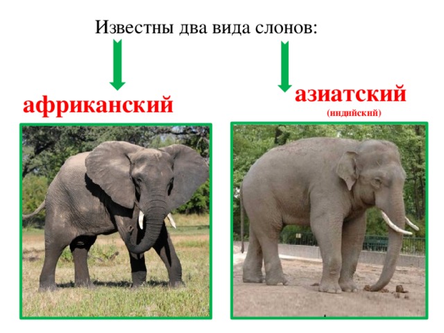 Известны два вида слонов: азиатский (индийский) африканский 