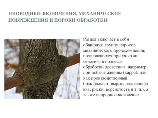 Инородные включения, механические повреждения и пороки обработки   Раздел включает в себя обширную группу пороков механического происхождения, появляющихся при участии человека в процессе обработки древесины, например, при добыче живицы (карра), или как производственный брак (выхват, вырыв, недошлифовка, риски, ворсистость и т. д.), а также инородное включение. 