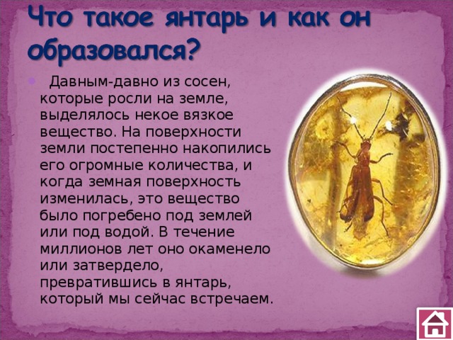   Давным-давно из сосен, которые росли на земле, выделялось некое вязкое вещество. На поверхности земли постепенно накопились его огромные количества, и когда земная поверхность изменилась, это вещество было погребено под землей или под водой. В течение миллионов лет оно окаменело или затвердело, превратившись в янтарь, который мы сейчас встречаем.   