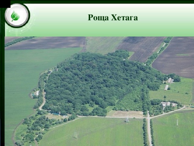 Цейский ледник Роща Хетага 