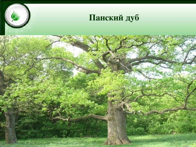 Цейский ледник Панский дуб 