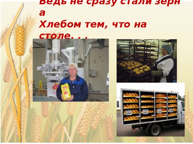 Ведь   не   сразу   стали   зерна   Хлебом тем, что на столе. . .  