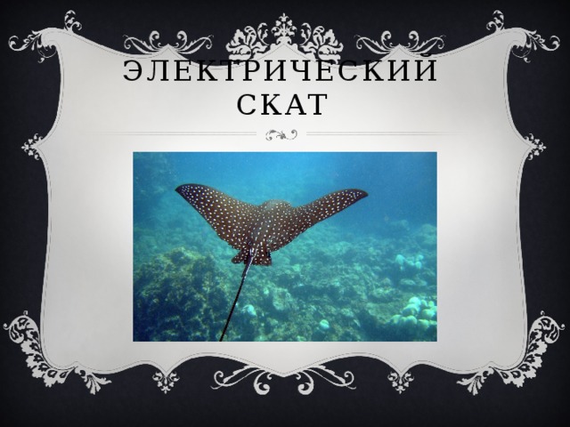 Электрический Скат 