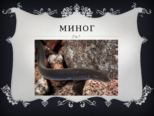 Миног 