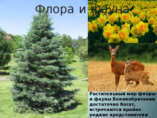 Флора  и  фауна Растительный мир флоры и фауны Великобритании достаточно богат, встречаются крайне редкие представители 
