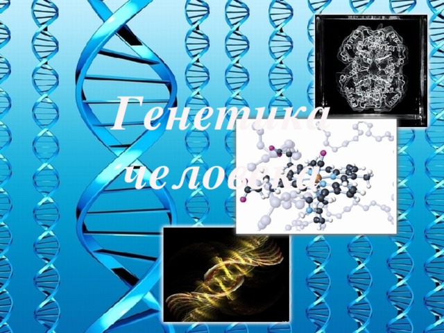 Генетика человека 