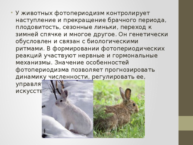 У животных фотопериодизм контролирует наступление и прекращение брачного периода, плодовитость, се­зонные линьки, переход к зимней спячке и многое другое. Он генетически обусловлен и связан с биологическими ритмами. В формировании фотопериодических реакций участвуют нервные и гормональные механизмы. Значение особенностей фотопериодизма позволяет прогнозировать динамику численности, регулировать ее, управлять разви­тием животных при искусственном их выращивании.  