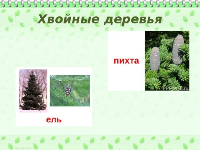 Хвойные деревья 