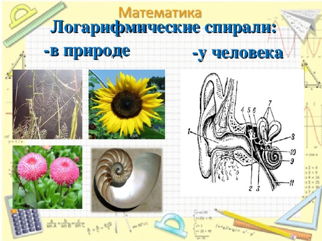   Логарифмические спирали:     -в природе -у человека 13 13 