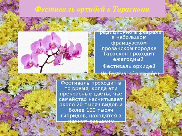 Фестиваль орхидей в Тараскони Традиционно в феврале в небольшом французском прованском городке Тараскон проходит ежегодный Фестиваль орхидей  (le Festival d`orchidée) Фестиваль проходит в то время, когда эти прекрасные цветы, чье семейство насчитывает около 20 тысяч видов и более 100 тысяч гибридов, находятся в полном расцвете   5