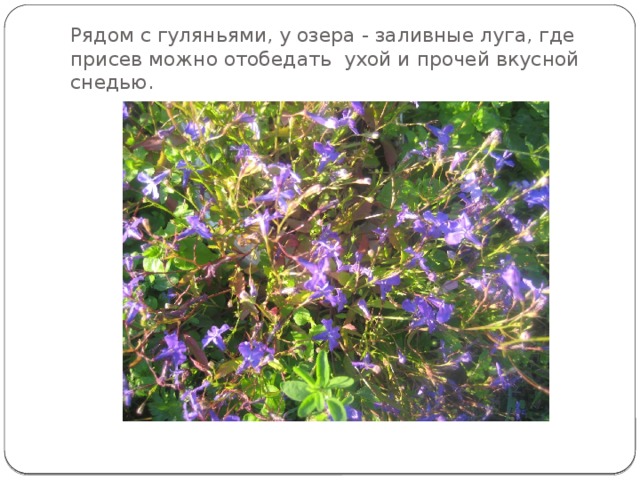 Рядом с гуляньями, у озера - заливные луга, где присев можно отобедать ухой и прочей вкусной снедью. 
