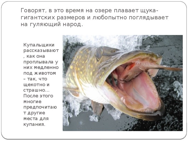 Говорят, в это время на озере плавает щука-гигантских размеров и любопытно поглядывает на гуляющий народ. Купальщики рассказывают, как она проплывала у них медленно под животом – так, что щекотно и страшно…После этого многие предпочитают другие места для купания. 