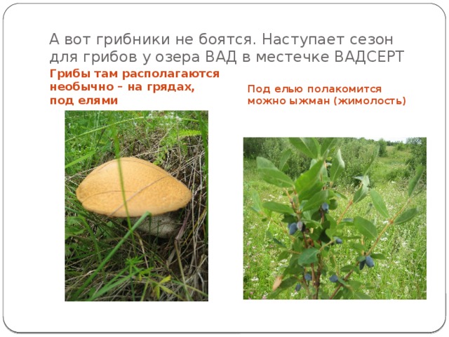 А вот грибники не боятся. Наступает сезон для грибов у озера ВАД в местечке ВАДСЕРТ Грибы там располагаются необычно – на грядах, под елями Под елью полакомится можно ыжман (жимолость) 