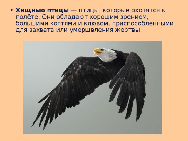 Хищные птицы  — птицы, которые охотятся в полёте. Они обладают хорошим зрением, большими когтями и клювом, приспособленными для захвата или умерщвления жертвы. 