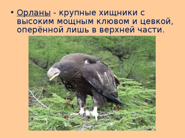 Орланы - крупные хищники с высоким мощным клювом и цевкой, оперённой лишь в верхней части. 