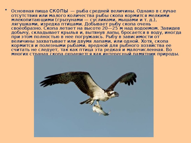 Основная пища скопы — рыба средней величины. Однако в случае отсутствия или малого количества рыбы скопа кормится мелкими млекопитающими (грызунами — сусликами, мышами и т. д.), лягушками, изредка птицами. Добывает рыбу скопа очень своеобразно. Скопа летает на высоте 20—25 м над водоемом. Завидев добычу, складывает крылья и, вытянув лапы, бросается в воду, иногда при этом полностью в нее погружаясь. Рыбу в зависимости от величины захватывает или двумя лапами, или одной. Хотя, скопа кормится и полезными рыбами, вредной для рыбного хозяйства ее считать не следует, так как птица эта редкая и малочисленная. Во многих странах скопа охраняется как интересный памятник природы. 