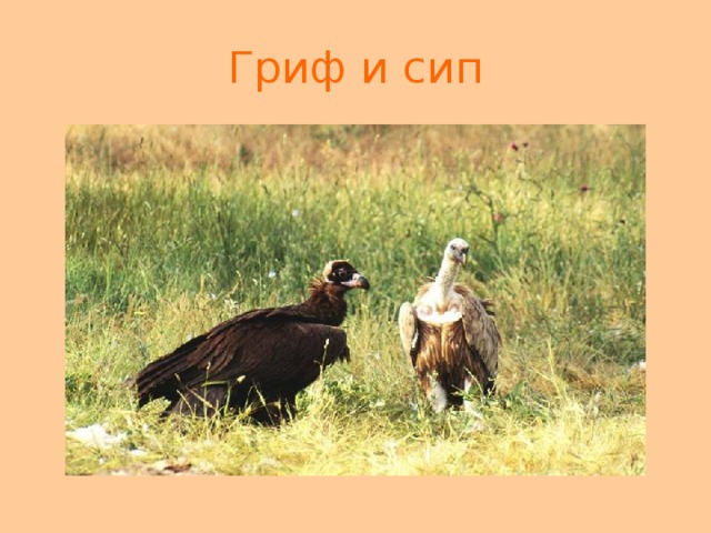 Гриф и сип 