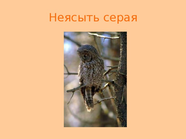 Неясыть серая 