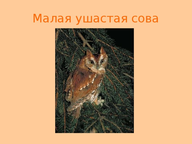 Малая ушастая сова 